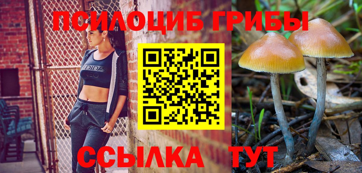 Грозный  Псилоцибиновые грибы мицелий  Псилоцибиновые грибы Psilocybine cubensis  Вход с VPN 